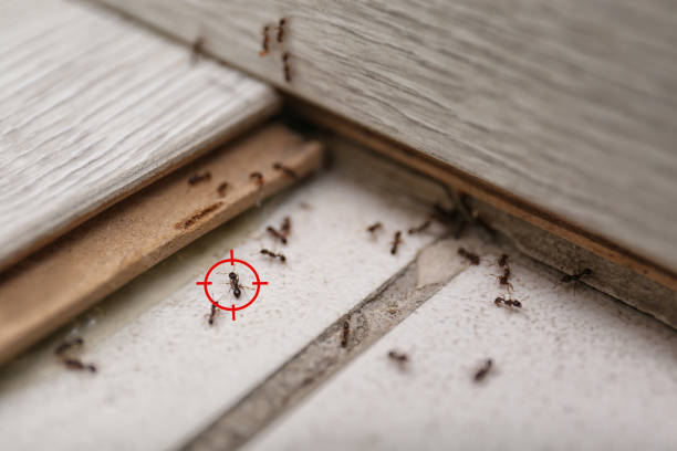 Flea Control Services in Patrick Springs, VA
