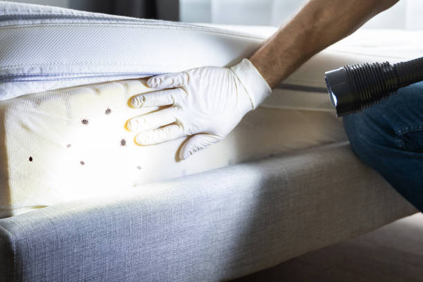 Best Pest Removal Services  in Patrick Springs, VA