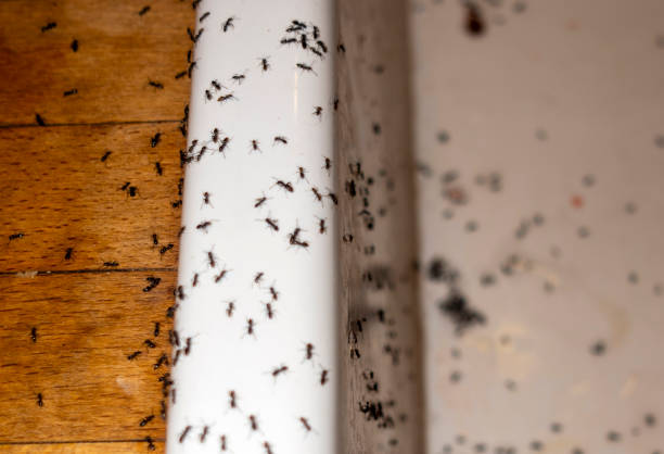 Trusted Patrick Springs, VA Pest Control Experts