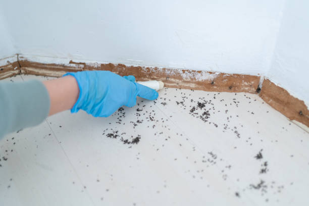 Best Wasp Removal Services  in Patrick Springs, VA