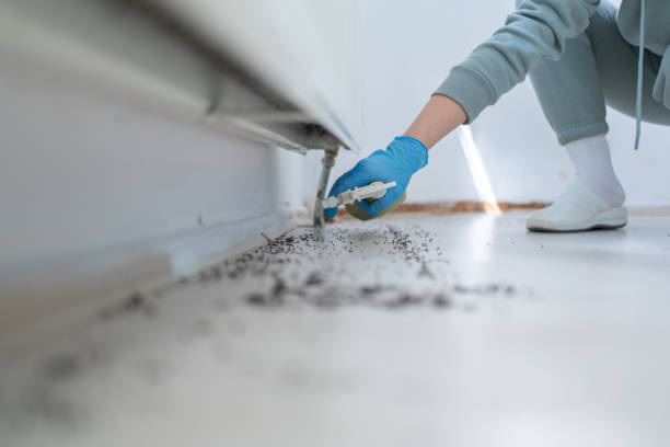 Best Ant Control Services  in Patrick Springs, VA
